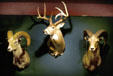 Trophy head in Billy Bob's Texas Bar in Stockyards National Historic District. Fort Worth, TX.