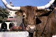 Long horned steer at Stockyards National Historic District. Fort Worth, TX.