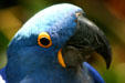 Parrots in rainforest pyramid at Moody Gardens. Galveston, TX.