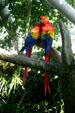 Parrots in rainforest pyramid at Moody Gardens. Galveston, TX.