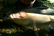 Pink Giant Gourami fish from Indonesia in rainforest pyramid at Moody Gardens. Galveston, TX.