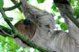 Two toed sloth in rainforest pyramid at Moody Gardens. Galveston, TX.