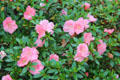 Flower garden at Bayou Bend. Houston, TX.