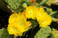 Prickly pear cactus flowers at Pioneer Museum. Fredericksburg, TX.