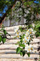 Blossoms at Sauer-Beckmann Farmstead of Lyndon B. Johnson State Park. Stonewall, TX.