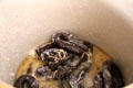 Curing sausage in a crock at Sauer-Beckmann Farmstead. Stonewall, TX.