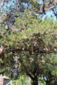 Ball Moss on Live Oak Tree at Lyndon B. Johnson State Park. Stonewall, TX.