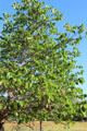 Redbud tree at Lyndon B. Johnson State Park. Stonewall, TX.