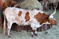 Longhorn at Fort Worth Stock Yards. Fort Worth, TX.