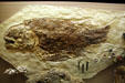 Fish of Jurassic era found in Germany at Museum of Ancient Life. Lehi, UT.