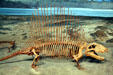 Dimetrodon skeletal replica of a mammal-like reptile from Permian era at Museum of Ancient Life. Lehi, UT.