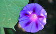 Morning Glory. Leesburg, VA.
