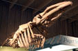Whale skeleton displayed in Pacific Science Center. Seattle, WA.