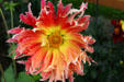 Red & yellow flower at Hovander Homestead. Ferndale, WA.