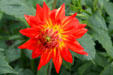 Red & yellow flower at Hovander Homestead Garden. Ferndale, WA.