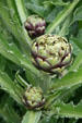 Artichokes at Hovander Homestead Garden. Ferndale, WA.