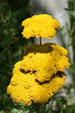Tall Yellow Yarrow at Buffalo Bill Center of the West. Cody, WY.