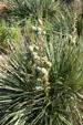 Succulents at Scotts Bluff National Monument. WY.