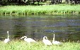 Trumpeter swans in Yellowstone National Park. WY.