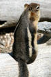 Golden-mantled Ground Squirrel at Yellowstone National Park. WY.