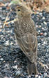 Female or immature Lark Bunting at Yellowstone National Park. WY.