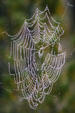 Spider web with dew drops at Yellowstone National Park. WY.