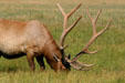 Antlers of grazing elk at Yellowstone National Park. WY.