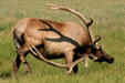Elk scratching let with antlers at Yellowstone National Park. WY.