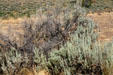 Scrub of Grand Teton National Park. WY.