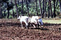 Oxen pulling wooden plow. Jogyakarta, Indonesia.