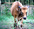 Balinese cows are their own breed. Bali, Indonesia.