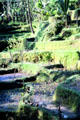 Terraced hills with ducks. Bali, Indonesia.