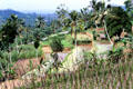 Terraced hills with variety of crops. Bali, Indonesia.
