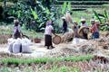 Group of women threshing rice in field. Bali, Indonesia.