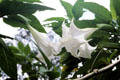 Trumpet flowers. Bali, Indonesia.