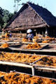 Drying seaweed on beach at Kusamba. Bali, Indonesia.
