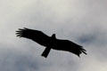 Brahimy Kite above Jodhpur. India.
